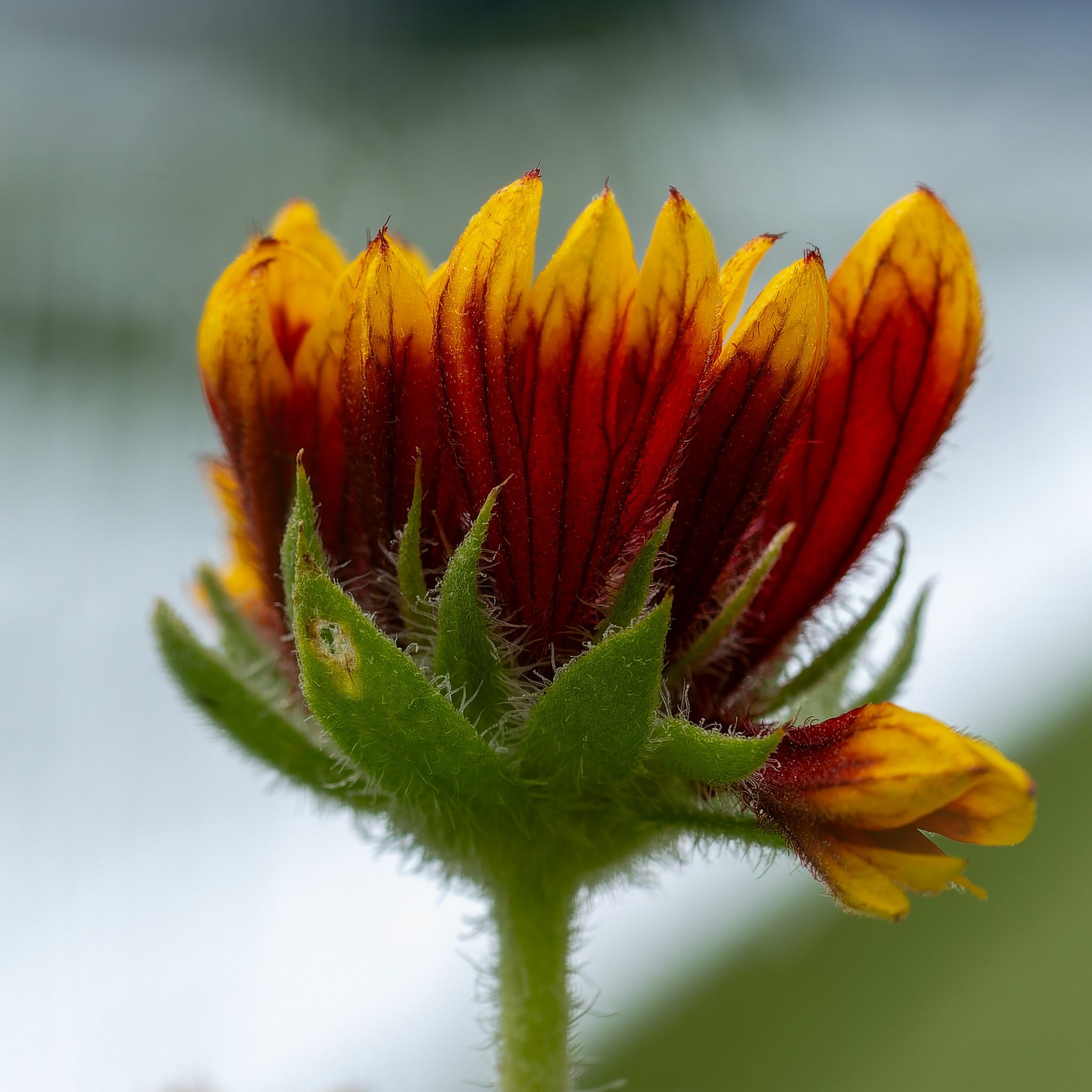 La flamme olympique DSC 5254